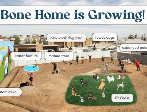 Bone Home Expansion