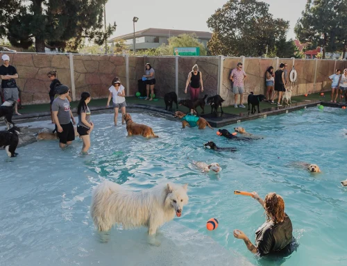 Make a Splash This Summer: Introducing Summer Swim Nights at The Bone Adventure
