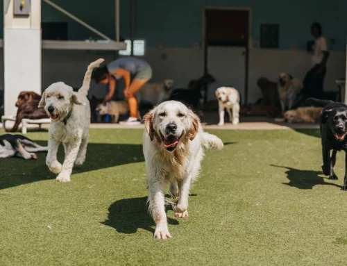 Your Dog’s First Day at The Bone Adventure: What to Expect