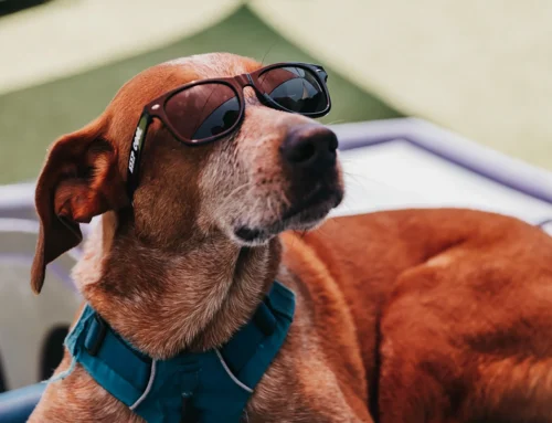 Beat the Heat: Complete Guide to Summer Dog Safety and Care