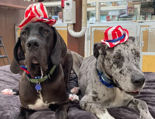Keeping Your Pup Safe, Calm, and Happy This Fourth of July