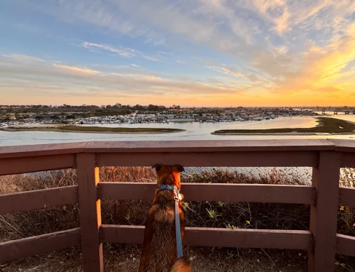 Your Guide to Orange County’s Best Dog-Friendly Spots: Restaurants, Shopping, Beaches, and Hikes